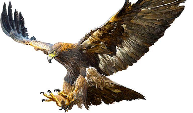 FACE OF AN EAGLE