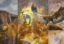 THE FOUR FACES OF THE ALPHA MINISTRY